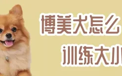 博美犬怎么训练大小便