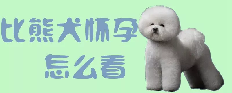 比熊犬怀孕怎么看1