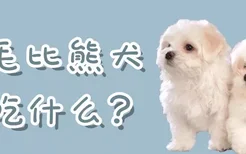 卷毛比熊犬吃什么