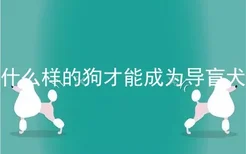 什么样的狗才能成为导盲犬