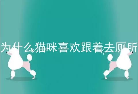 为什么猫咪喜欢跟着去厕所