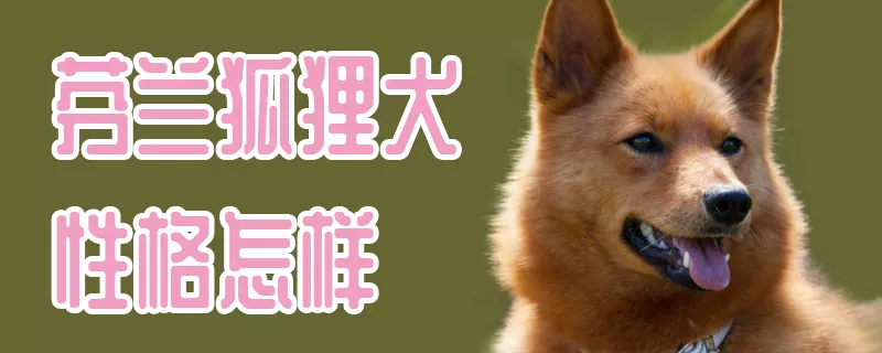 芬兰狐狸犬性格怎样