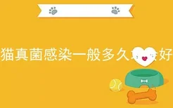 猫真菌感染一般多久才会好