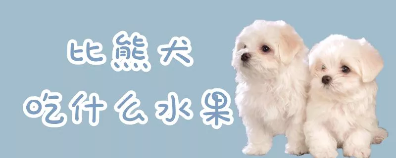 比熊犬吃什么水果