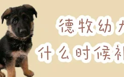 德牧幼犬什么时候补钙