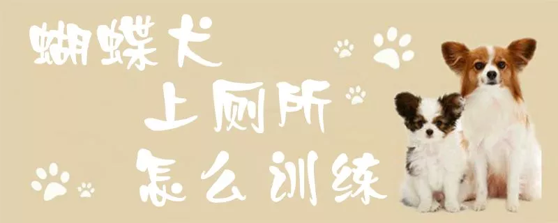 蝴蝶犬上厕所怎么训练1