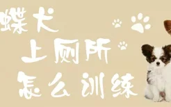 蝴蝶犬上厕所怎么训练