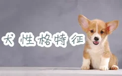 柯基犬性格特征是什么