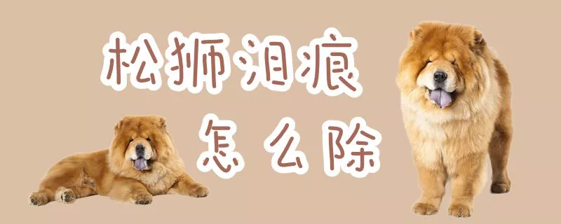 松狮泪痕怎么除