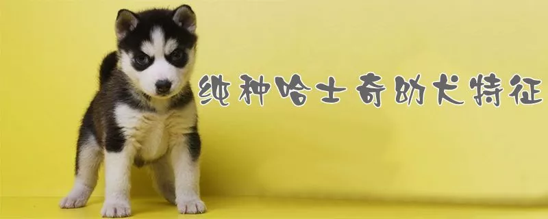 纯种哈士奇幼犬特征1