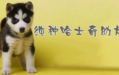 纯种哈士奇幼犬特征