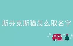 斯芬克斯猫怎么取名字