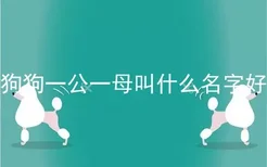 狗狗一公一母叫什么名字好