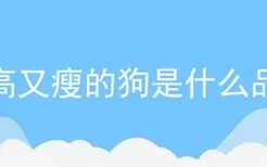 又高又瘦的狗是什么品种