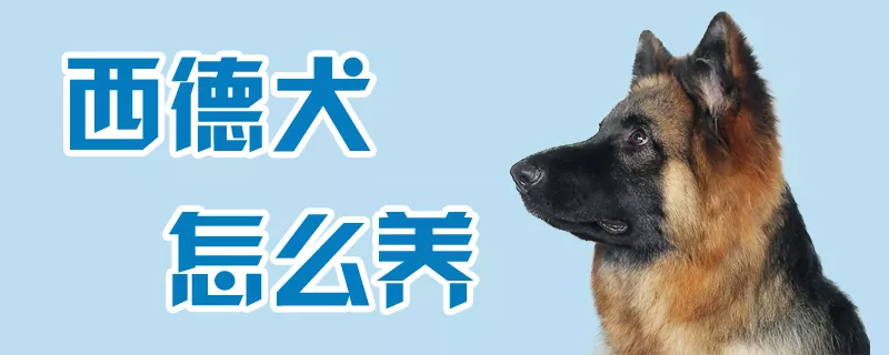 西德犬怎么养