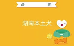 湖南本土犬