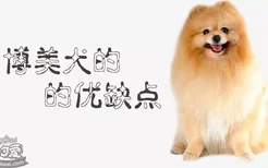 博美犬的优缺点