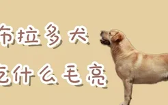 拉布拉多犬吃什么毛亮