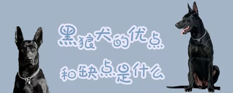 黑狼犬的优点和缺点是什么