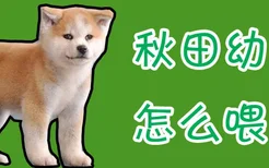 秋田幼犬怎么喂养