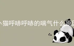 小猫呼哧呼哧的喘气什么原因