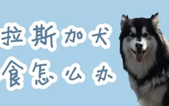 阿拉斯加犬挑食怎么办