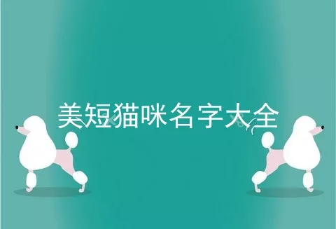 美短猫咪名字大全