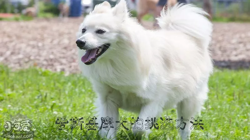 爱斯基摩犬的挑选方法_小可爱宠物网