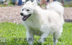 爱斯基摩犬的挑选方法