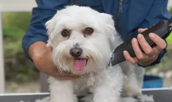 马尔济斯犬造型怎么剪