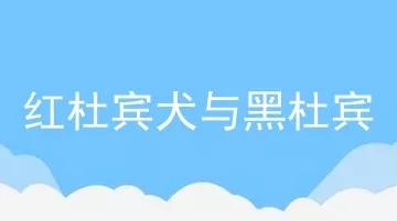 红杜宾犬与黑杜宾