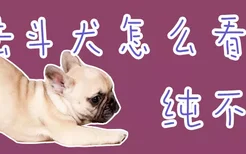 法斗犬怎么看纯不纯