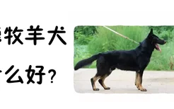 东德牧羊犬吃什么好