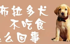 拉布拉多犬不吃食怎么回事