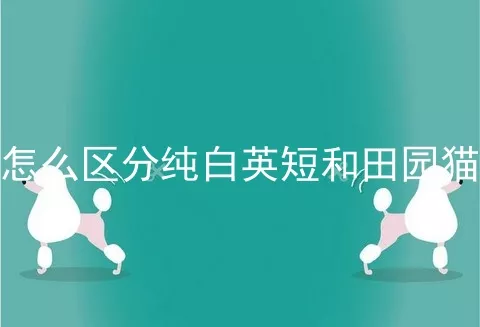 怎么区分纯白英短和田园猫