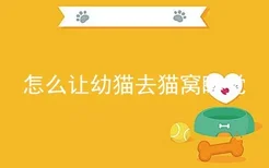 怎么让幼猫去猫窝睡觉