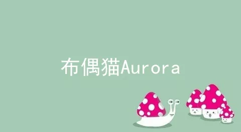 布偶猫Aurora