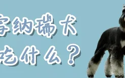 雪纳瑞犬吃什么