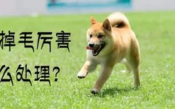 柴犬掉毛厉害怎么处理