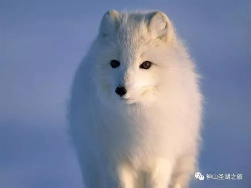 日本秋田犬价格多少钱一只