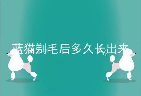 蓝猫剃毛后多久长出来