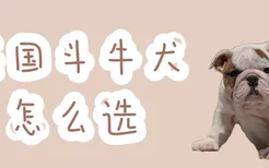 英国斗牛犬怎么选