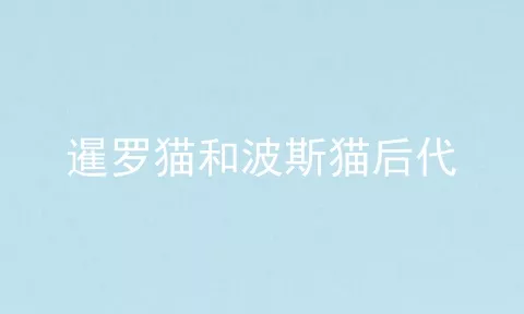 暹罗猫和波斯猫后代