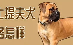 马士提夫犬性格怎样