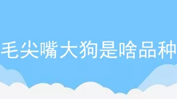 长毛尖嘴大狗是啥品种狗