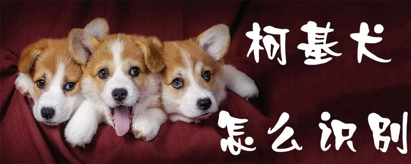 柯基犬怎么识别1