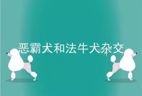 恶霸犬和法牛犬杂交