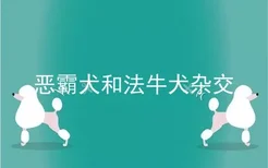 恶霸犬和法牛犬杂交