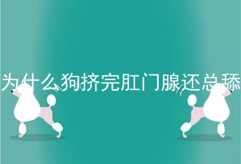 为什么狗挤完肛门腺还总舔