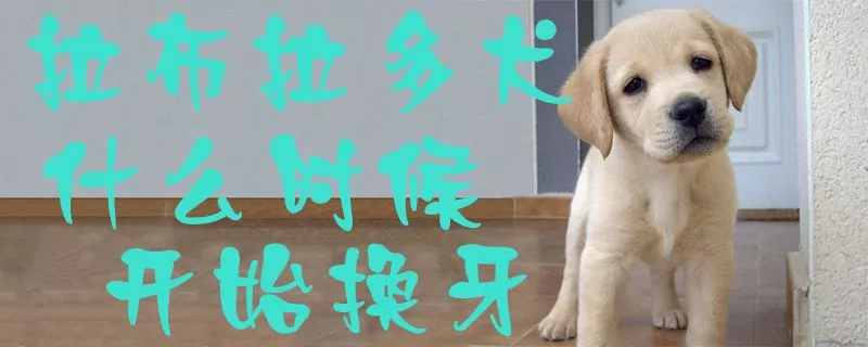 拉布拉多犬什么时候开始换牙1